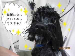 シャンプー中ミックス