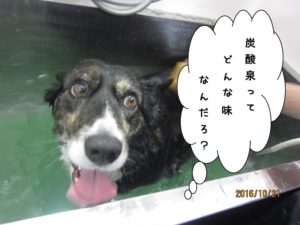 スパ中コーギー