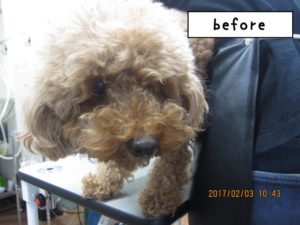 カット前トイプードル