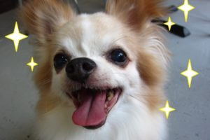 キラキラ笑顔チワワ
