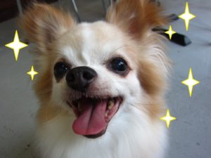キラキラ笑顔チワワ