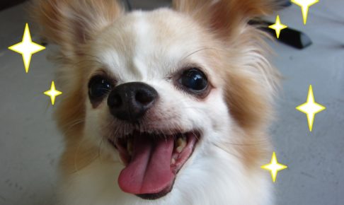 キラキラ笑顔チワワ