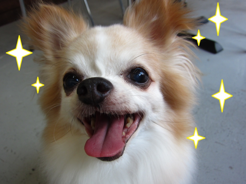 キラキラ笑顔チワワ