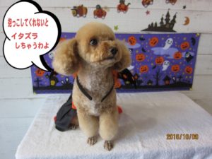 カット後トイプードル