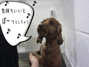 シャンプー中トイプードル