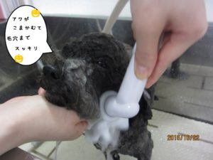 シャンプー中トイプードル