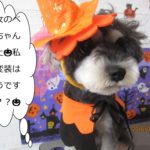 ハロウィンMシュナ