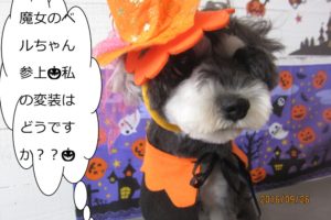 ハロウィンMシュナ