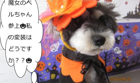 ハロウィンMシュナ