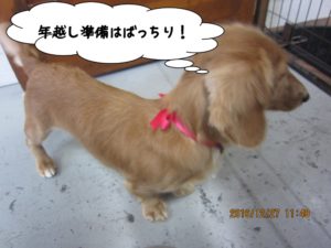 カット後ミニチュアダックス