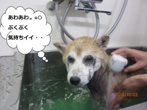 スパ中柴犬