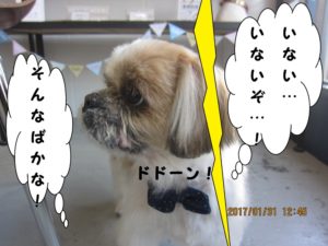 カット後シーズー