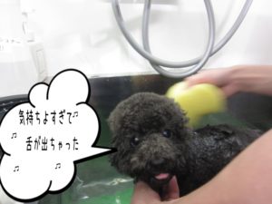 スパ中トイプードル