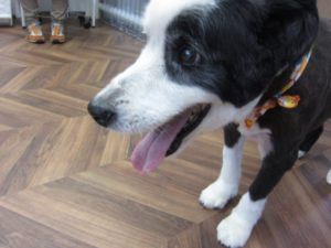 施術後ボーダーコリー