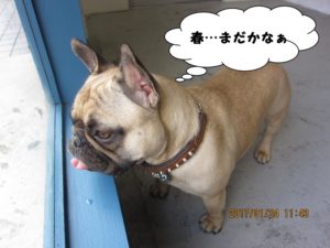 施術後フレンチブルドッグ