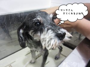 シャンプー中Mシュナ