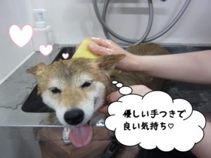 スパ中柴犬