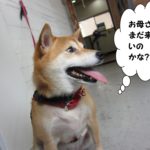 横顔柴犬