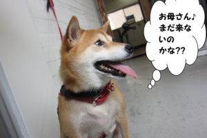 横顔柴犬