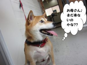 横顔柴犬