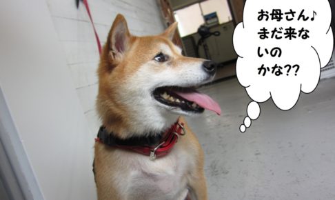 横顔柴犬