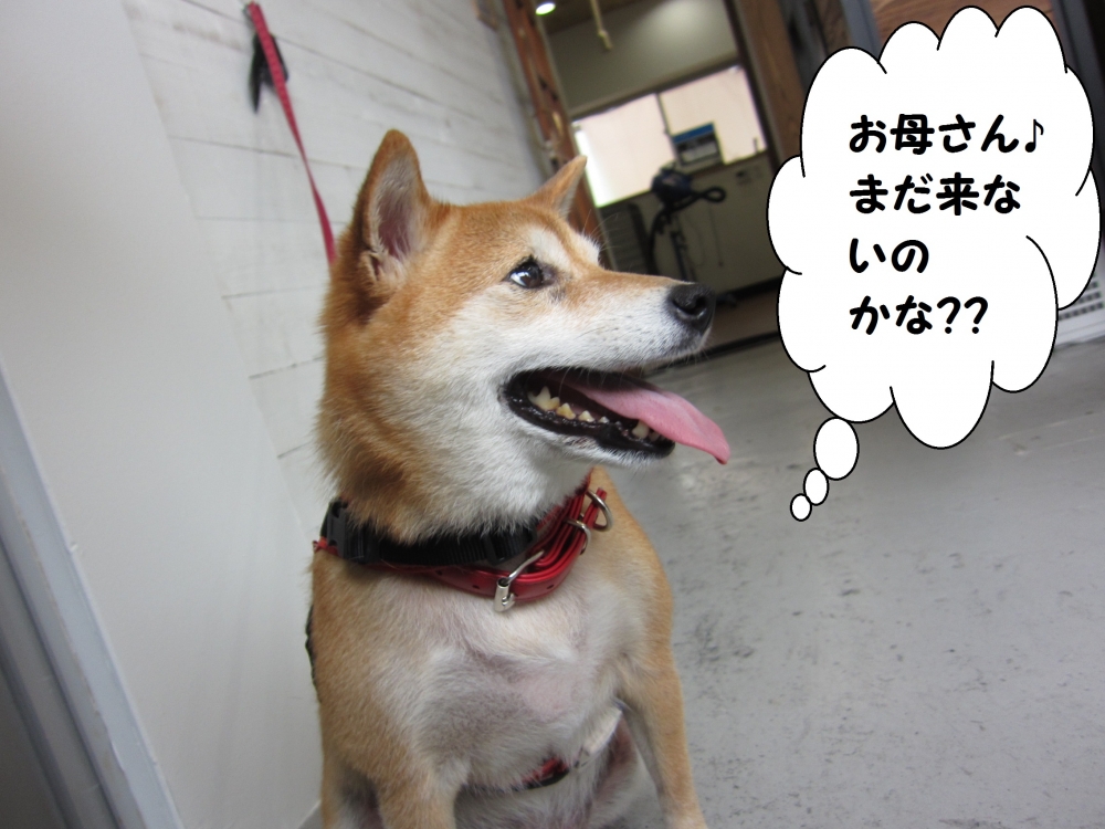 横顔柴犬