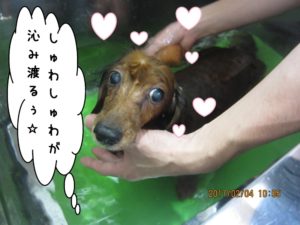 スパ中ミニチュアダックス