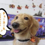 ハロウィンミニチュアダックス