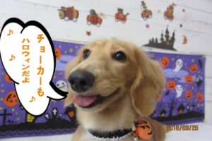 ハロウィンミニチュアダックス