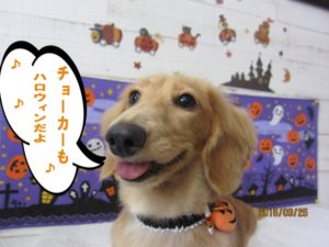 ハロウィンミニチュアダックス