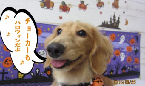 ハロウィンミニチュアダックス