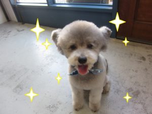 カット後トイプードル