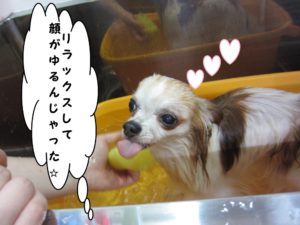 スパ中チワワ