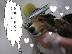 シャンプー中シェルティー