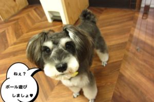 おすましMシュナ