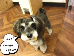 おすましMシュナ