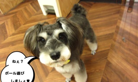 おすましMシュナ