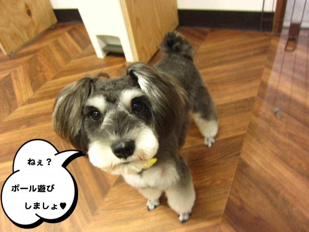 おすましMシュナ