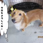 上目遣いミニチュアダックス
