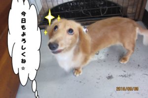 上目遣いミニチュアダックス