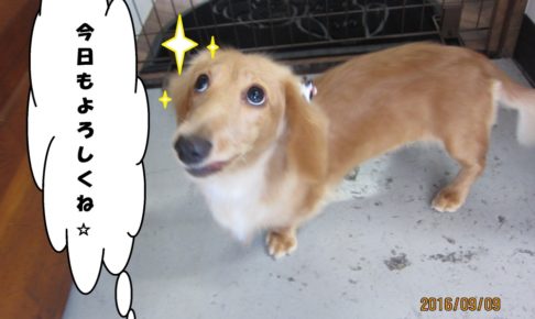 上目遣いミニチュアダックス