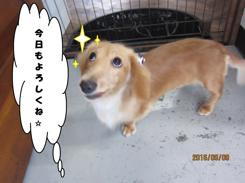 上目遣いミニチュアダックス