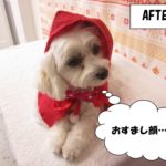 サンタさんミックス