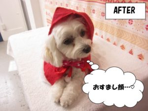 サンタさんミックス