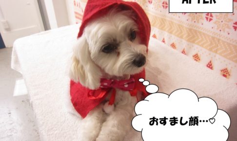 サンタさんミックス