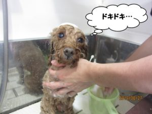 シャンプー中トイプードル
