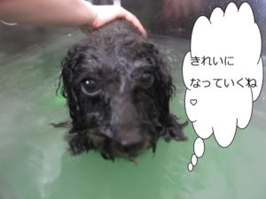 スパ中トイプードル