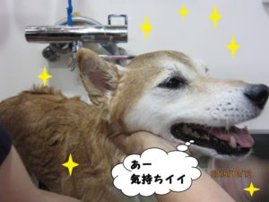 シャンプー中柴犬