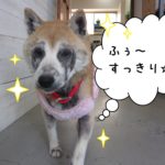 歩く柴犬