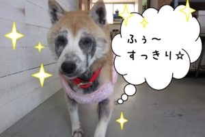 歩く柴犬